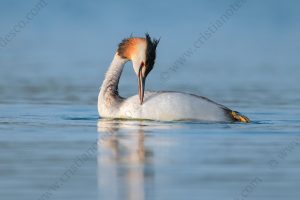 Foto di Svasso maggiore (Podiceps cristatus)