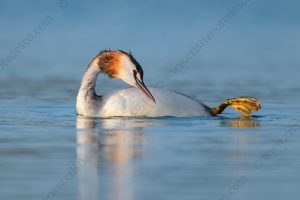 Photos of Great Crested Grebe (Podiceps cristatus)