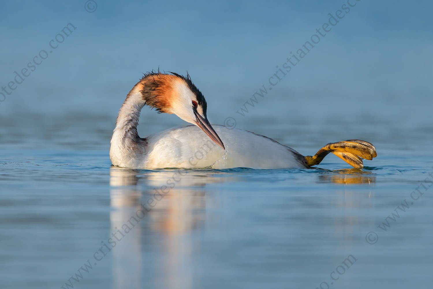 Foto di Svasso maggiore (Podiceps cristatus)