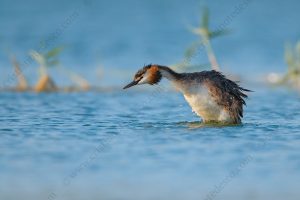 Foto di Svasso maggiore (Podiceps cristatus)