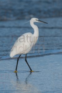 Photos of Little Egret (Egret garzetta)