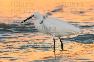 Photos of Little Egret (Egret garzetta)