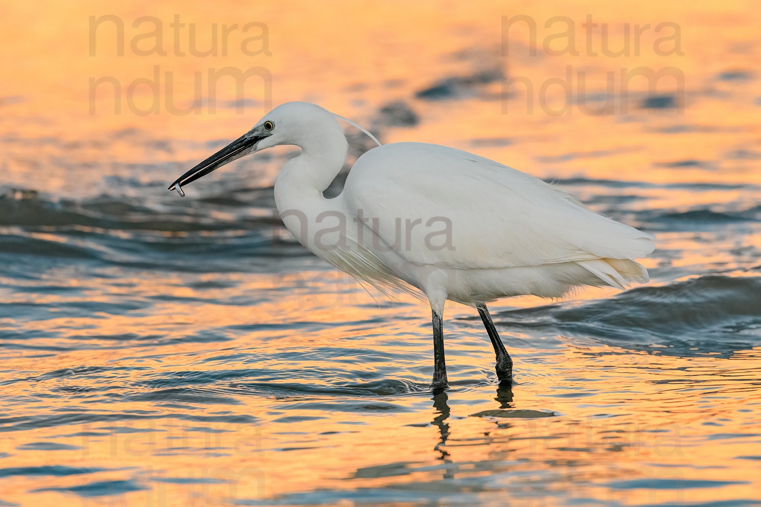 Foto di Garzetta (Egretta garzetta)