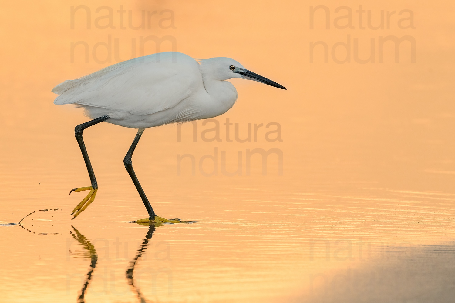 Foto di Garzetta (Egretta garzetta)