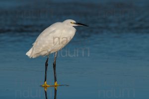 Foto di Garzetta (Egretta garzetta)