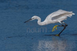 Photos of Little Egret (Egret garzetta)