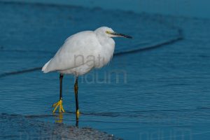 Photos of Little Egret (Egret garzetta)