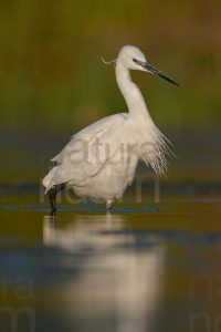 Photos of Little Egret (Egret garzetta)