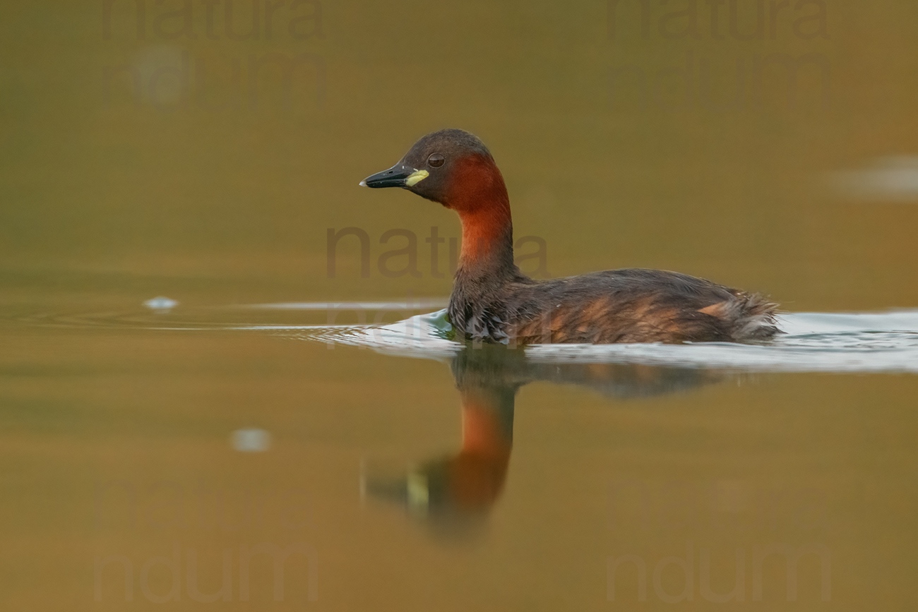 Foto di Tuffetto comune (Tachybaptus ruficollis)