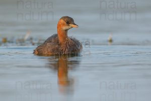 Foto di Tuffetto comune (Tachybaptus ruficollis)