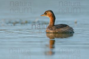 Foto di Tuffetto comune (Tachybaptus ruficollis)