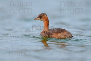 Photos of Little Grebe (Tachybaptus ruficollis)