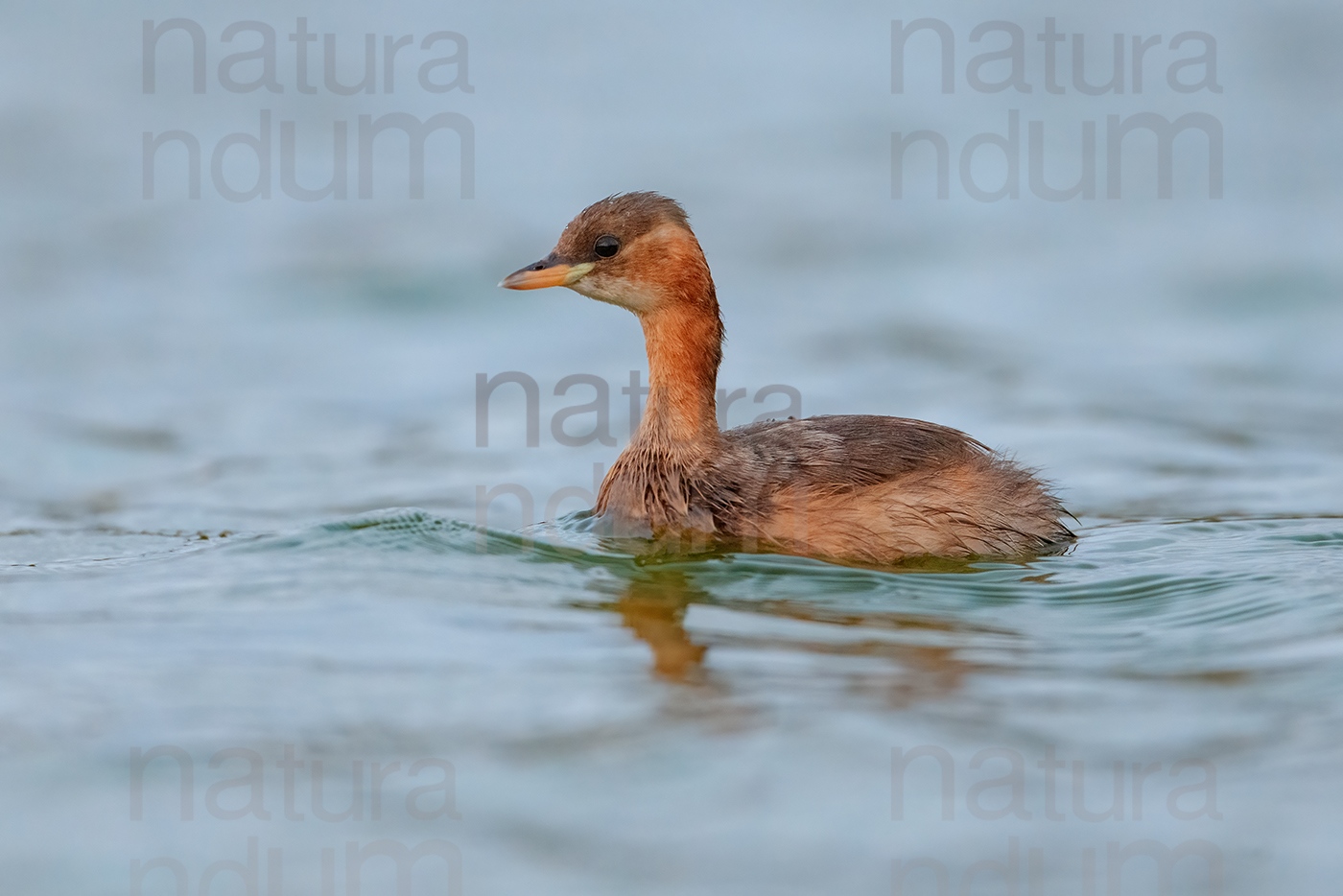 Foto di Tuffetto comune (Tachybaptus ruficollis)