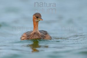 Foto di Tuffetto comune (Tachybaptus ruficollis)