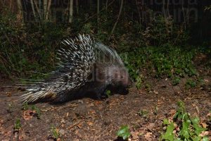 Foto di Istrice (Hystrix cristata)