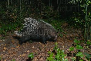 Photos of Porcupine (Hystrix cristata)