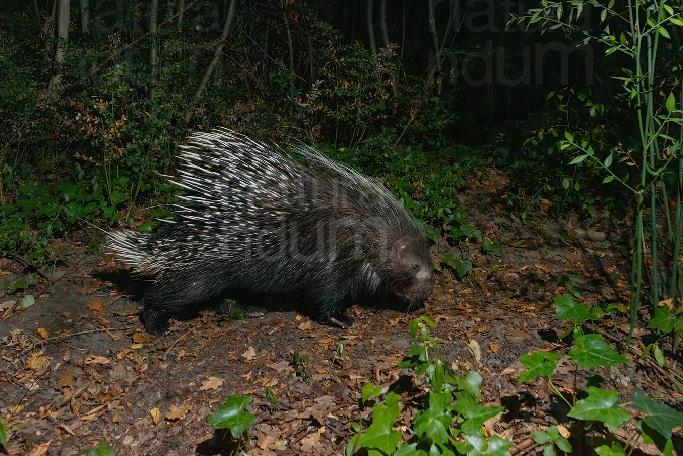 Foto di Istrice (Hystrix cristata)