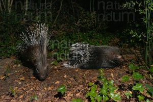 Foto di Istrice (Hystrix cristata)