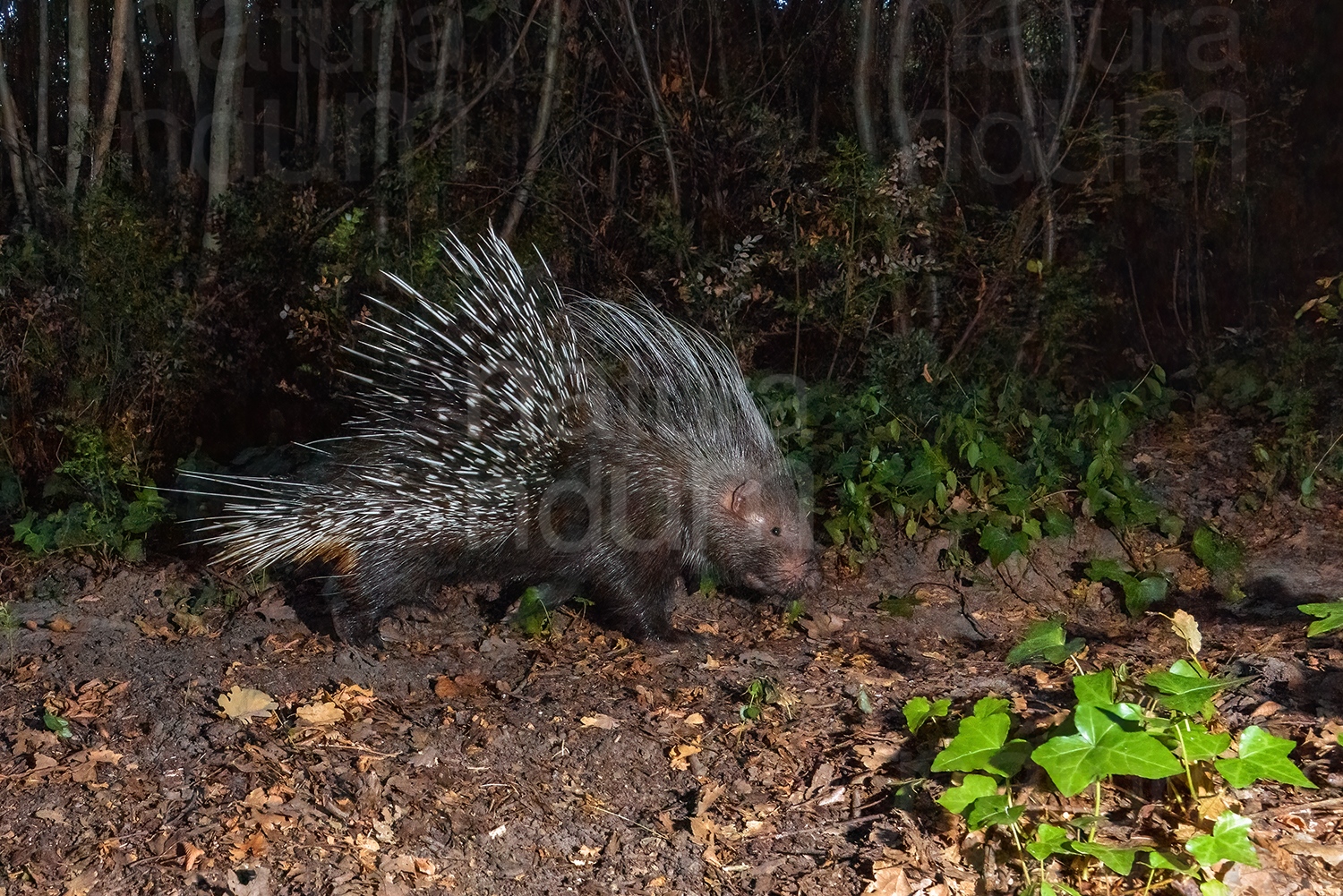 Photos of Porcupine (Hystrix cristata)