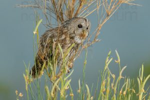 Photos of Tawny Owl (Strix aluco)