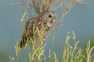 Foto di Allocco (Strix aluco)