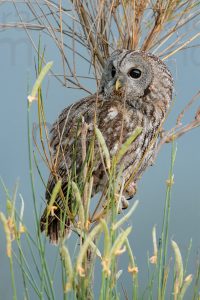 Foto di Allocco (Strix aluco)