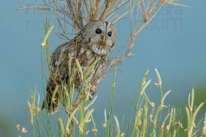 Foto di Allocco (Strix aluco)