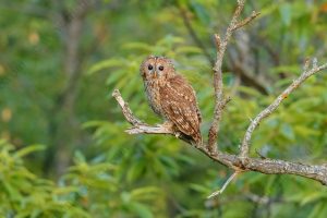 Foto di Allocco (Strix aluco)