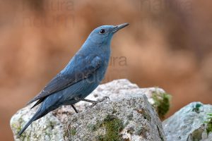 Foto di Passero Solitario (Monticola solitarius)