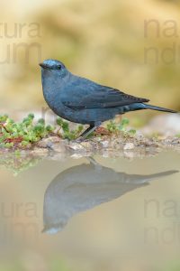 Foto di Passero Solitario (Monticola solitarius)