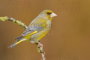 European Greenfinch images (Chloris chloris)