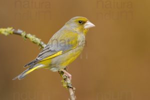 Foto di Verdone (Chloris chloris)