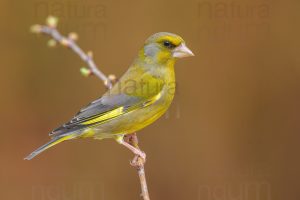 Foto di Verdone (Chloris chloris)