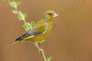 European Greenfinch images (Chloris chloris)