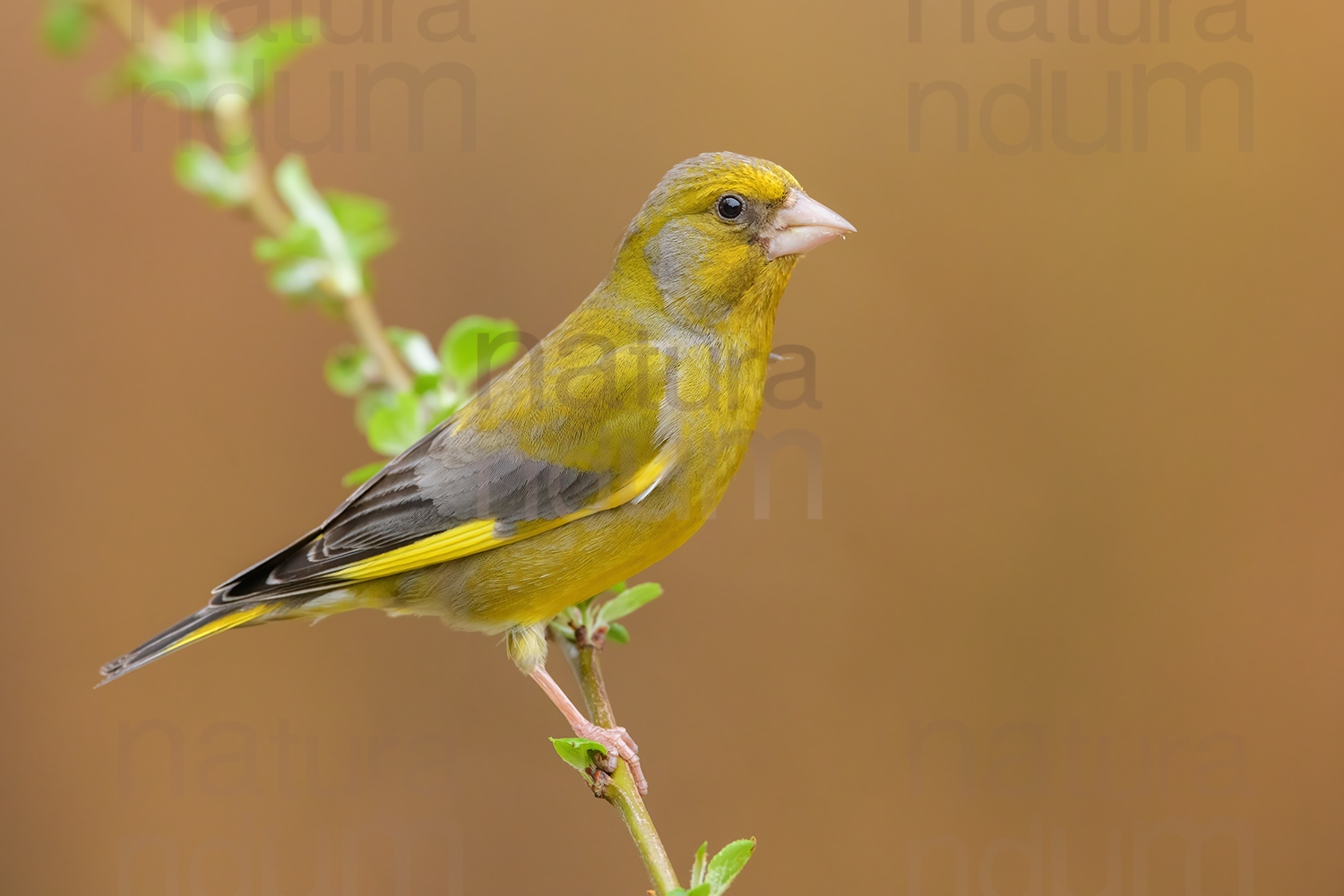 Foto di Verdone (Chloris chloris)