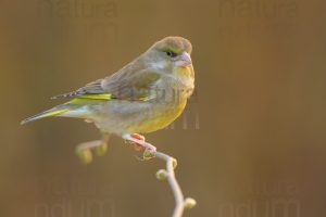 Foto di Verdone (Chloris chloris)