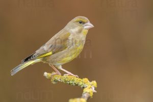 Foto di Verdone (Chloris chloris)