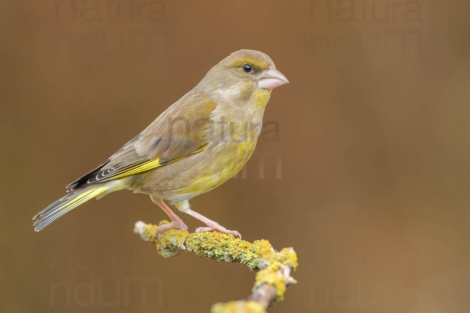 Foto di Verdone (Chloris chloris)