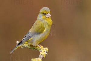 Foto di Verdone (Chloris chloris)