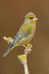 European Greenfinch images (Chloris chloris)