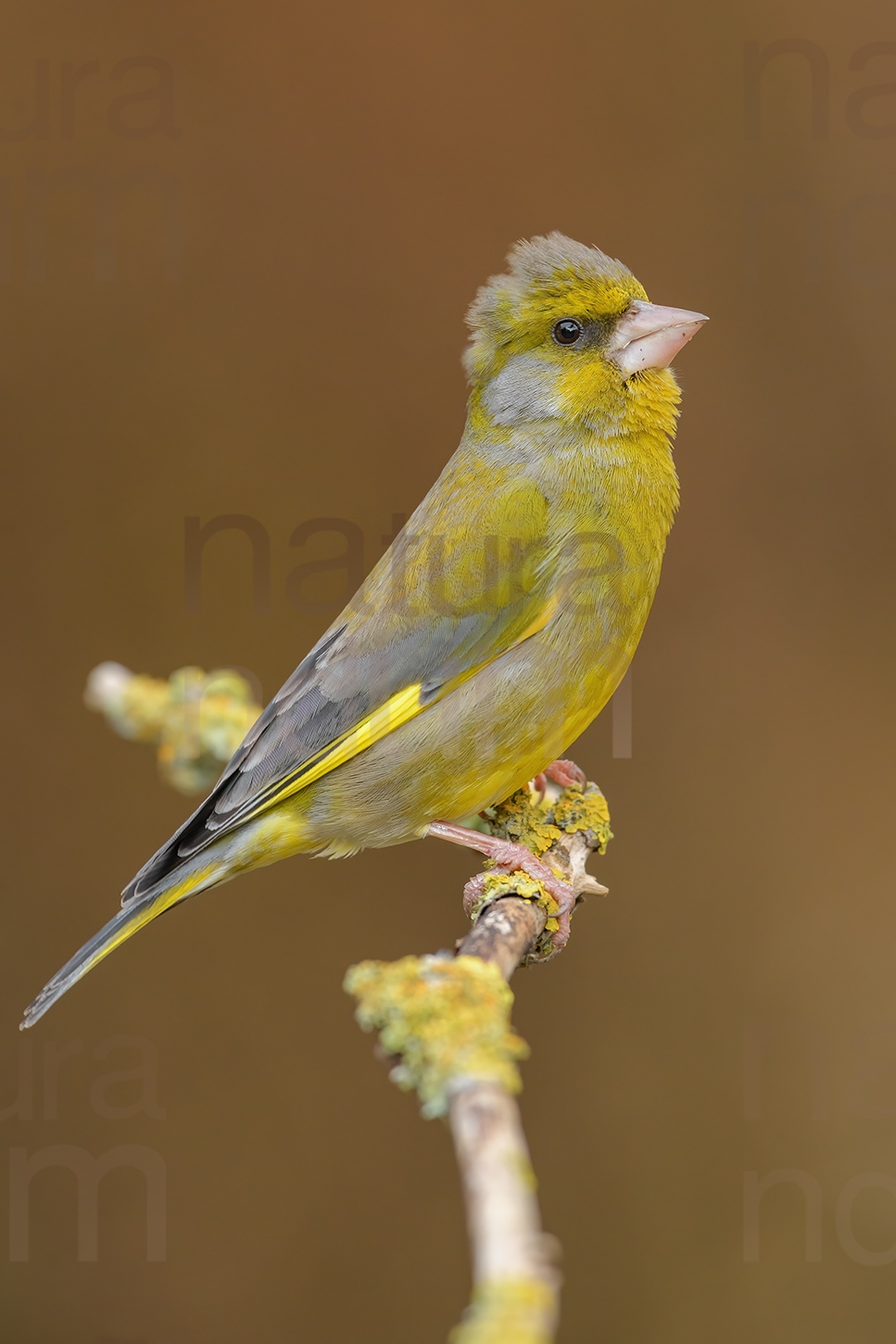 European Greenfinch images (Chloris chloris)