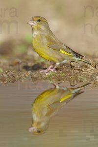 Foto di Verdone (Chloris chloris)