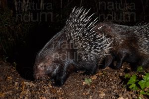 Foto di Istrice (Hystrix cristata)