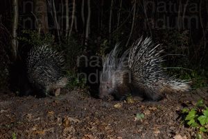 Photos of Porcupine (Hystrix cristata)