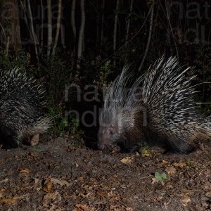 Photos of Porcupine (Hystrix cristata)
