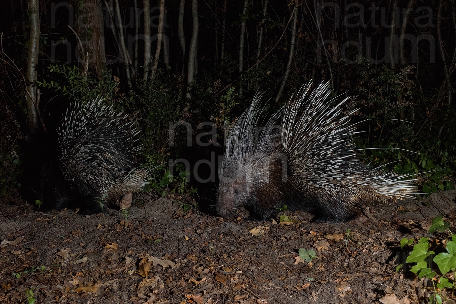 Foto di Istrice (Hystrix cristata)