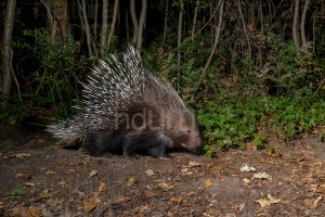 Photos of Porcupine (Hystrix cristata)