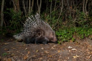 Foto di Istrice (Hystrix cristata)