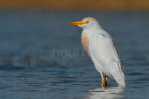 Foto di Airone guardabuoi (Bubulcus ibis)