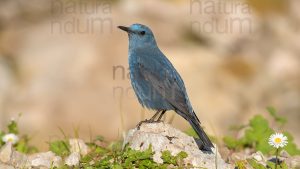 Foto di Passero solitario (Monticola solitarius)